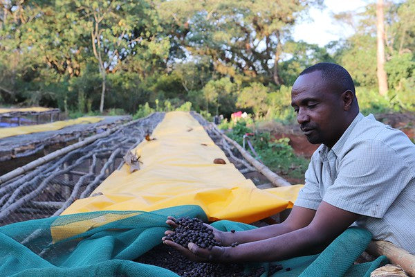 Mustefa Abakeno, Washed Jimma, Ethiopia